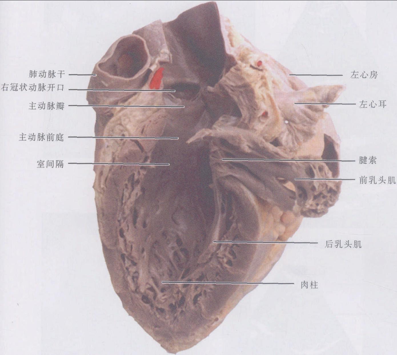 心臓について | 心臓弁膜症や動悸、息切れなどの心臓疾患の漢方治療専門ページ 漢方薬局 新宿太陽堂